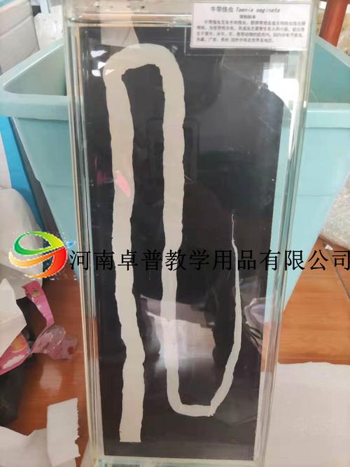 寄生蟲(chóng)大體標(biāo)本 河南卓普教學(xué)用品如何賦能醫(yī)學(xué)教學(xué)演示
